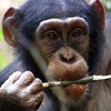 Шымпанзе